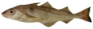 Haddock